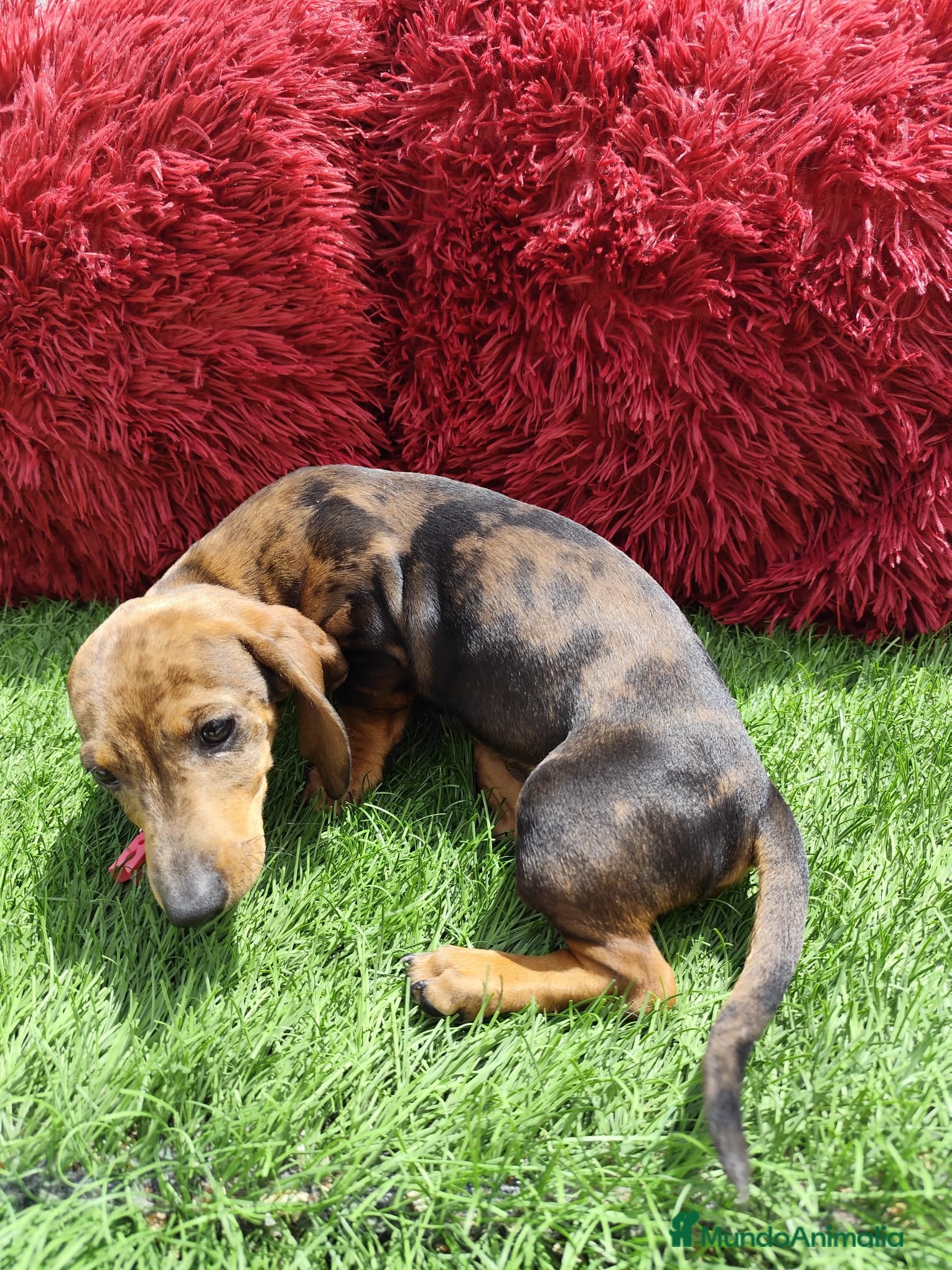 Teckel Miniatura perros en venta: Teckel Miniatura merle en Alicante - Anuncio 5