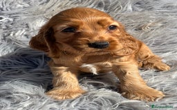 Cocker Spaniel Inglés perros en venta: Cocker dorado  - Imagen 2