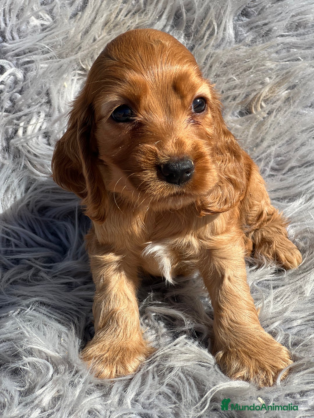 Cocker Spaniel Inglés perros en venta: Cocker dorado  - Imagen 2
