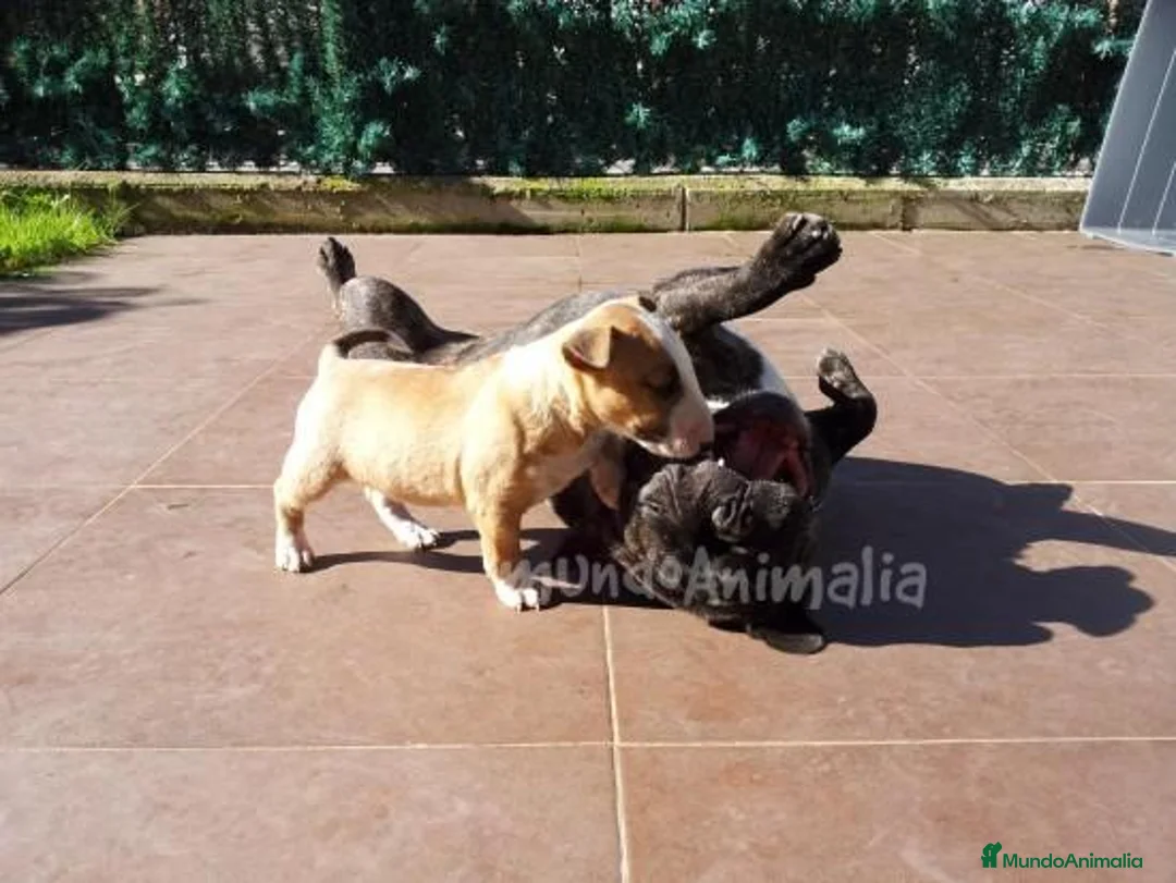 Imagen de galería {{count}}