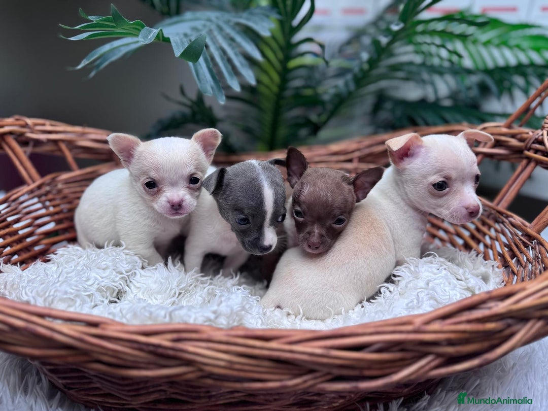 Chihuahua perros en venta: CHIHUAHUA  - Anuncio 8