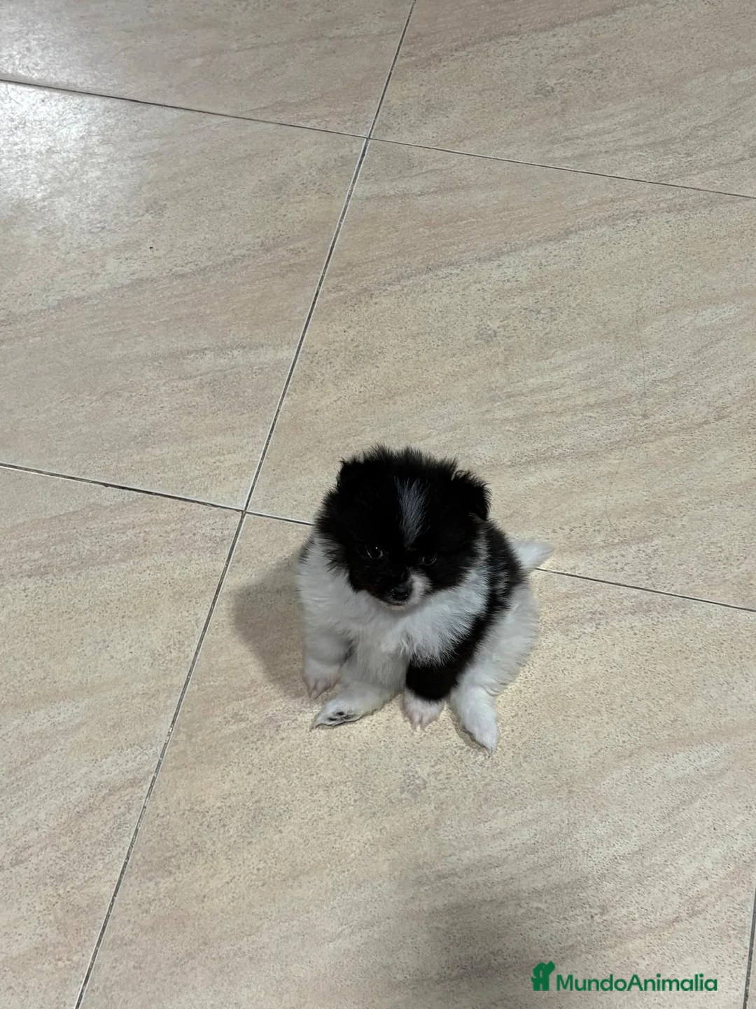 Pomerania perros en venta: Lulu Pomerania toy Party se llama Pinto - Anuncio 17