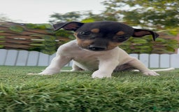 Ratonero Bodeguero Andaluz perros en venta: BODEGUERO ANDALUZ - Imagen 11