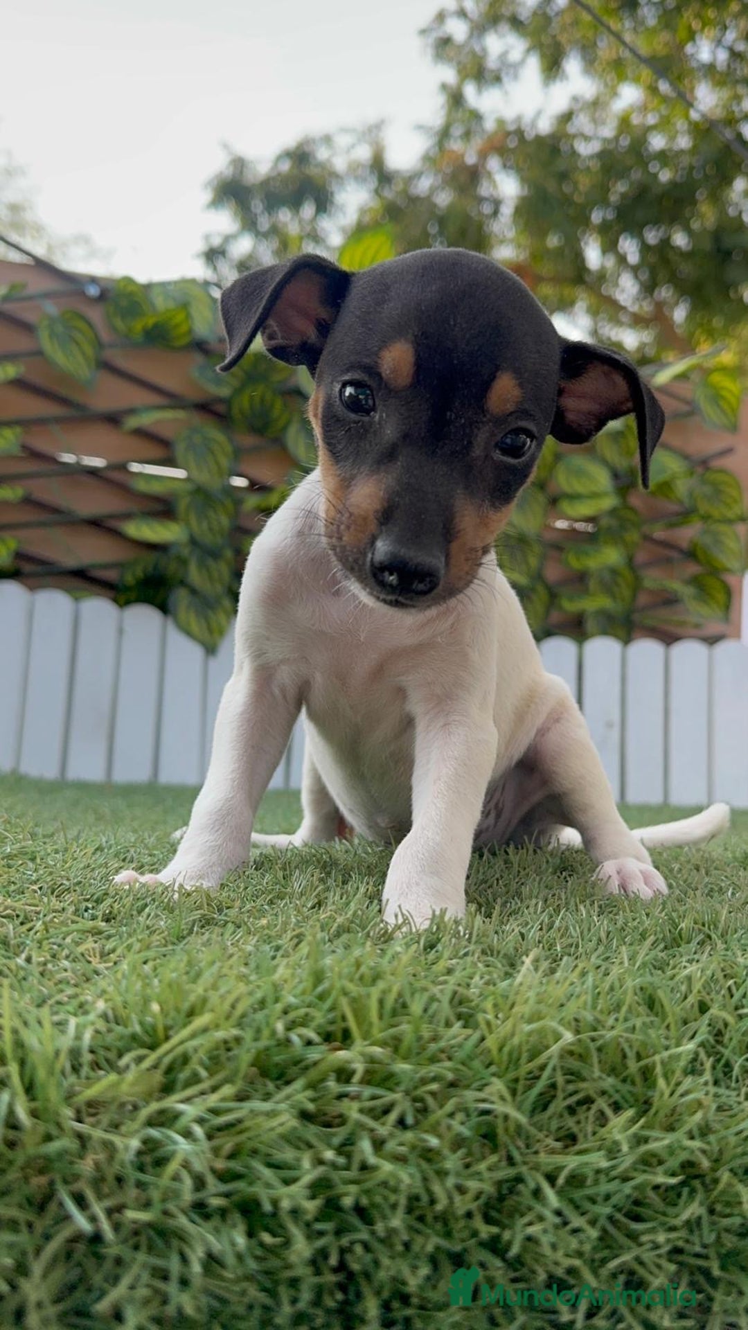 Ratonero Bodeguero Andaluz perros en venta: BODEGUERO ANDALUZ - Imagen 11