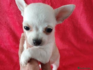 Chihuahua perros Chihuahua Mini - Anuncio 20