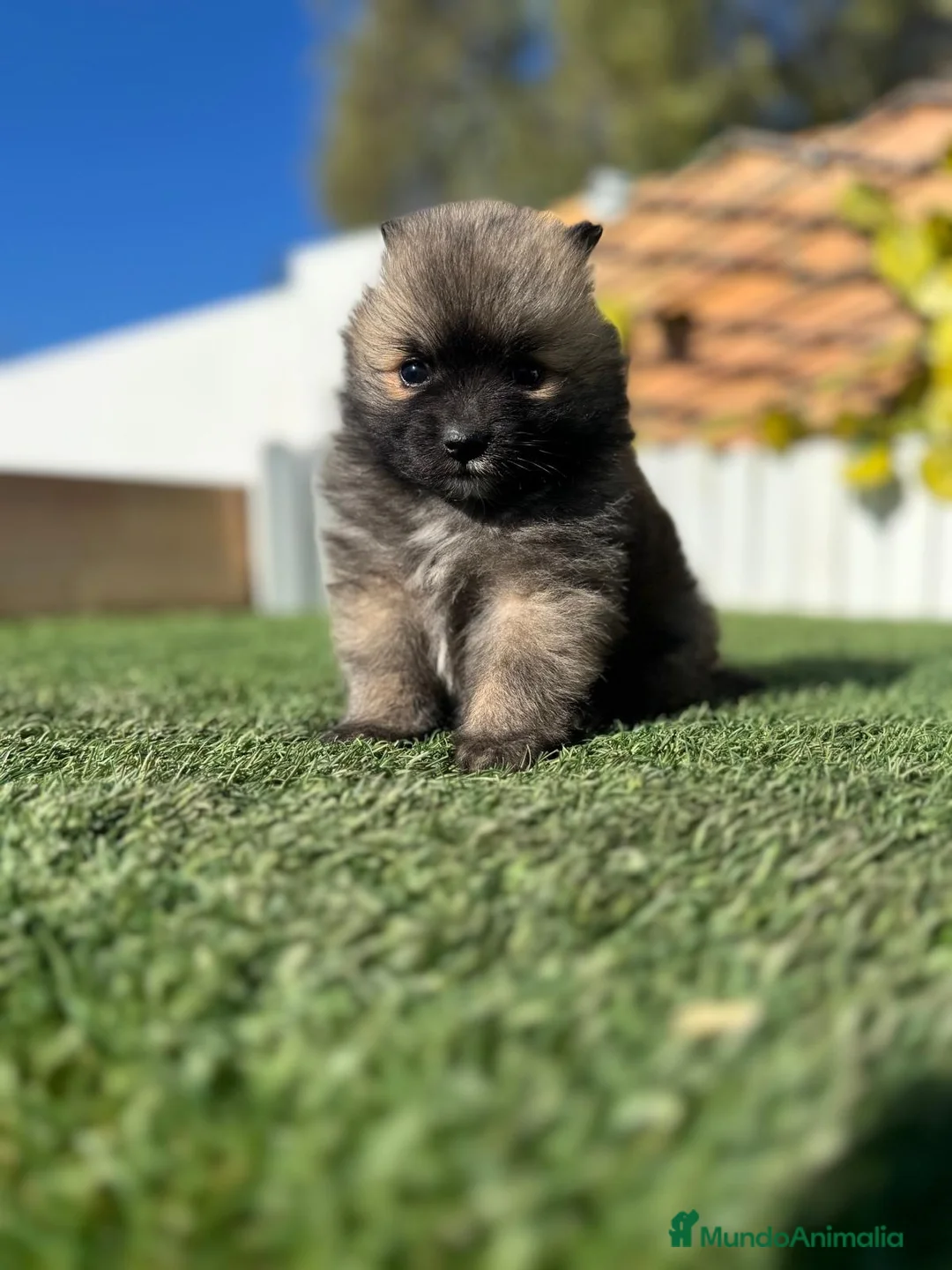 Pomerania perros en venta: POMERANIA - Anuncio 16