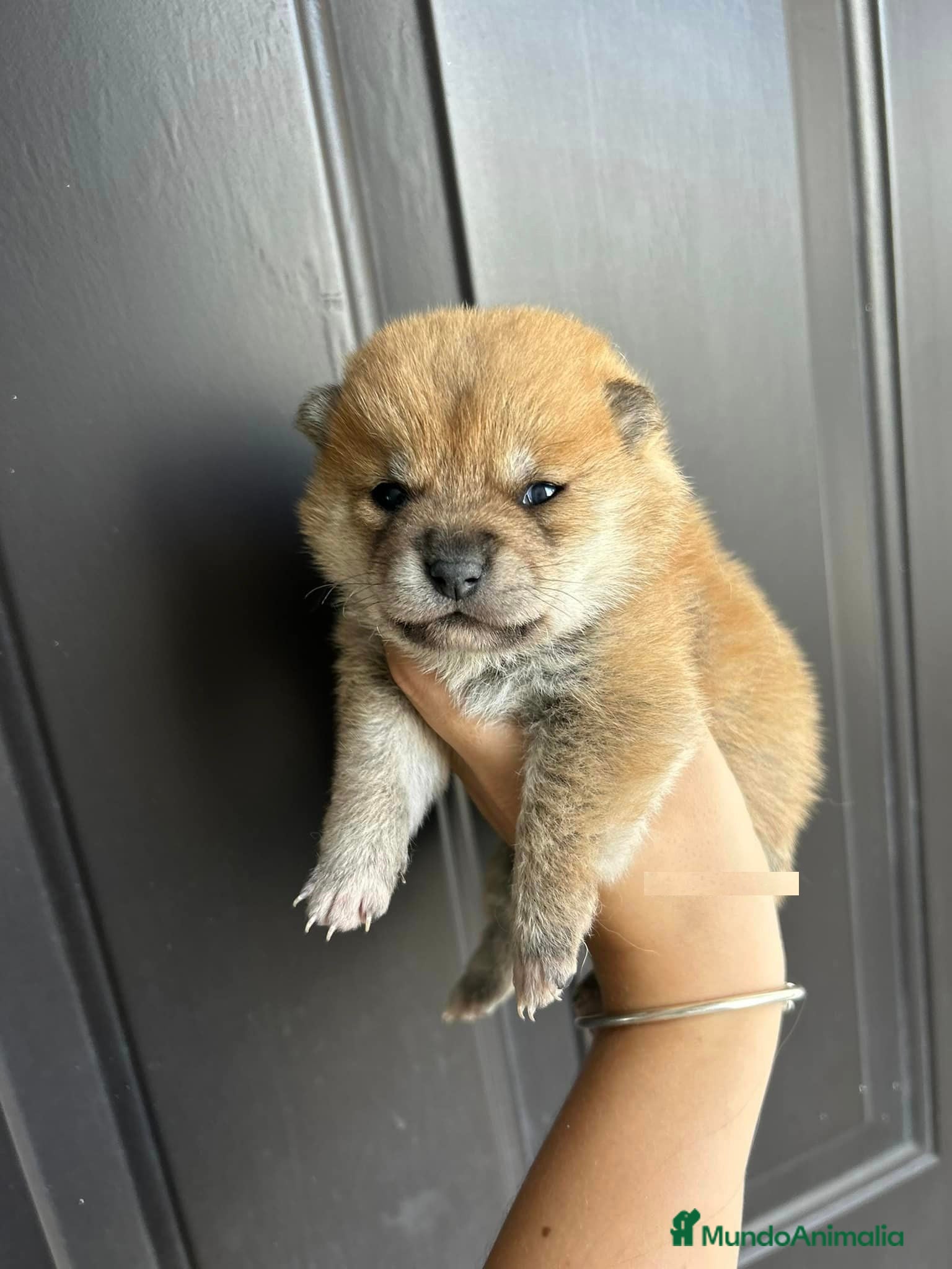 Shiba Inu perros SHIBA INU - Anuncio 1