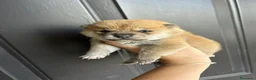 Shiba Inu perros en venta: SHIBA INU - Anuncio 1