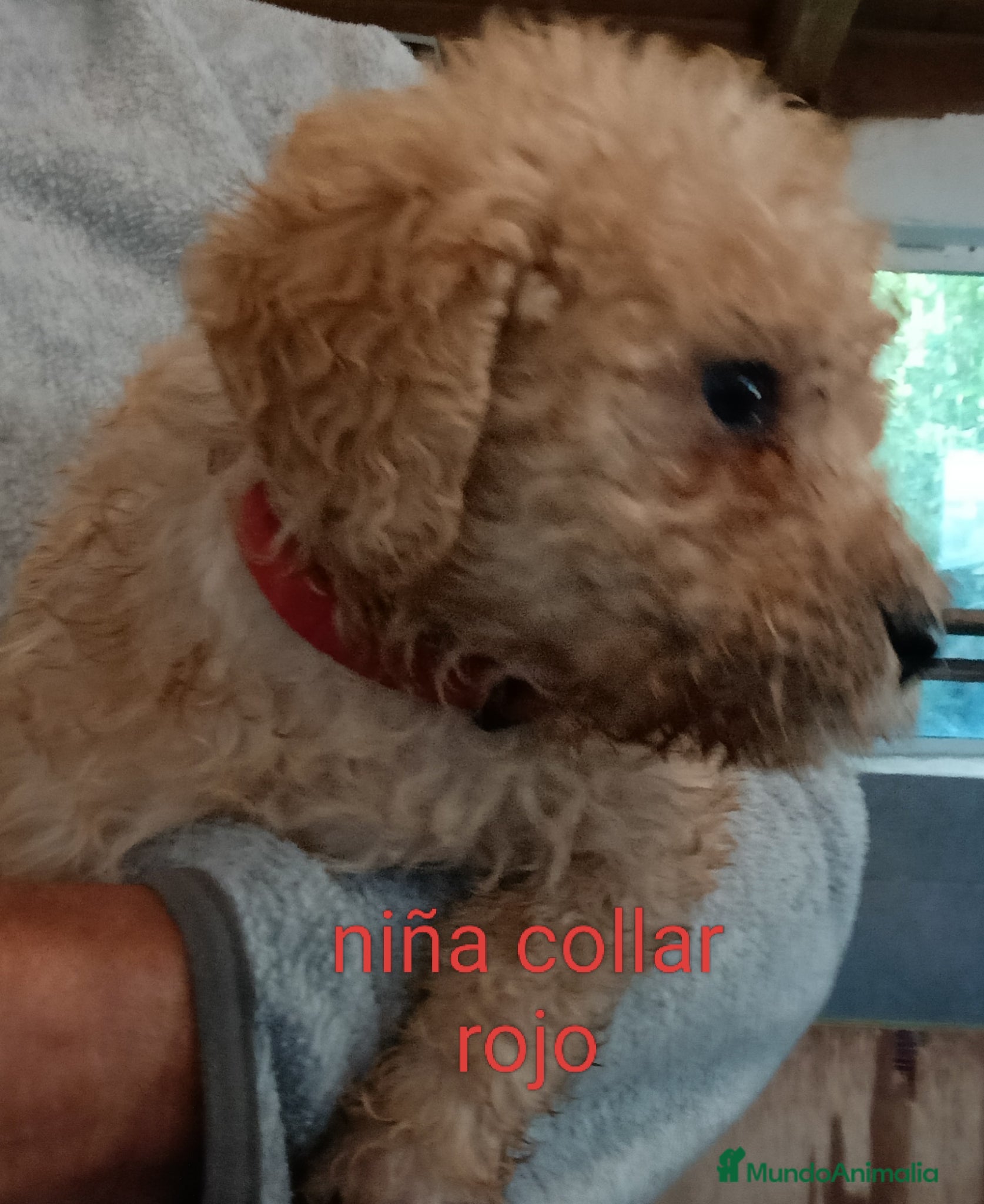 Labradoodle perros en venta: Preciosos cachorros labradoodle - Anuncio 2