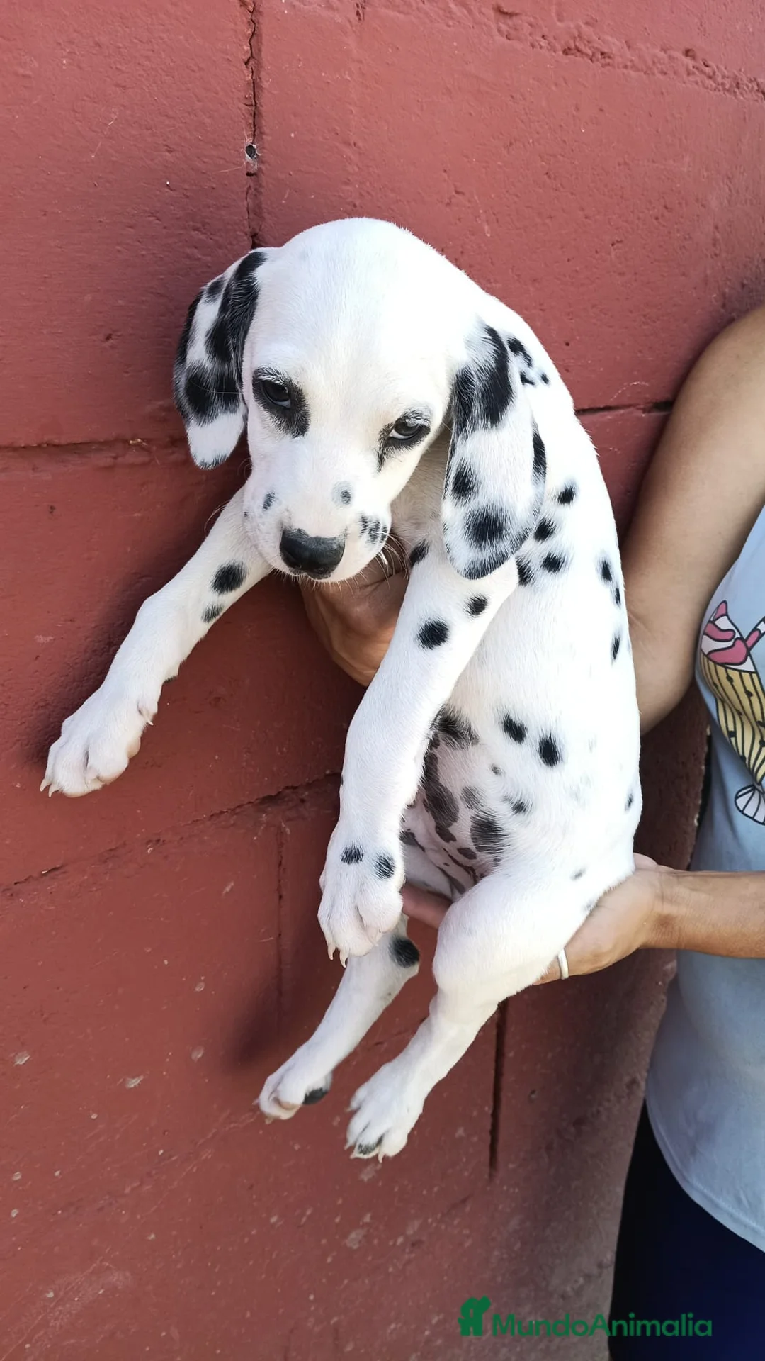 Dálmata perros en venta: Cachorros Dalmata🐶🐾 - Anuncio 2