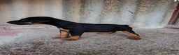 Otras razas perros en venta: Jack terrier de Calidad  - Anuncio 6