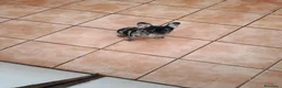Bulldog Francés perros en venta: Cachorrita de bulldog francés  - Anuncio 5