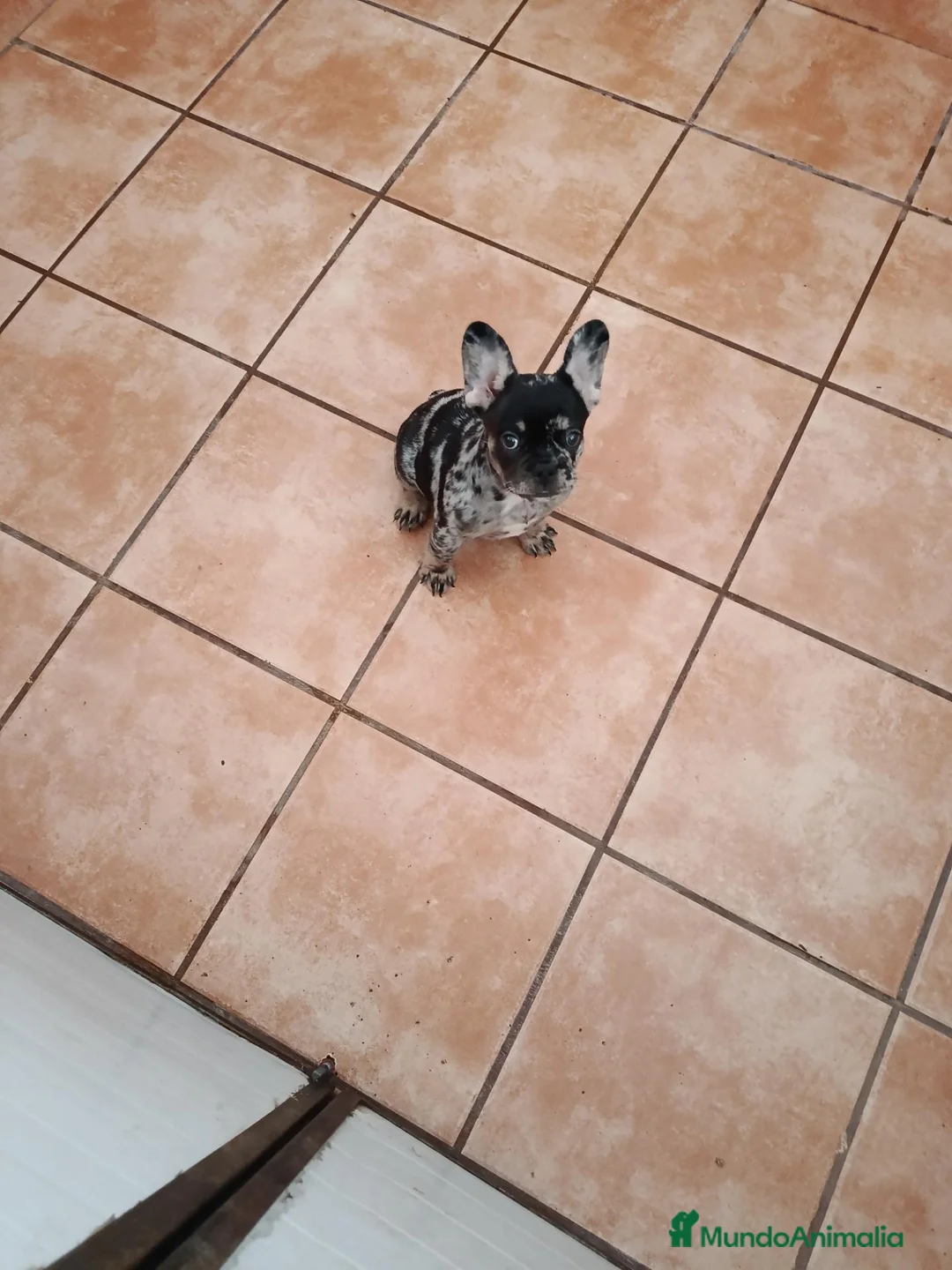Bulldog Francés perros en venta: Cachorrita de bulldog francés  - Anuncio 5