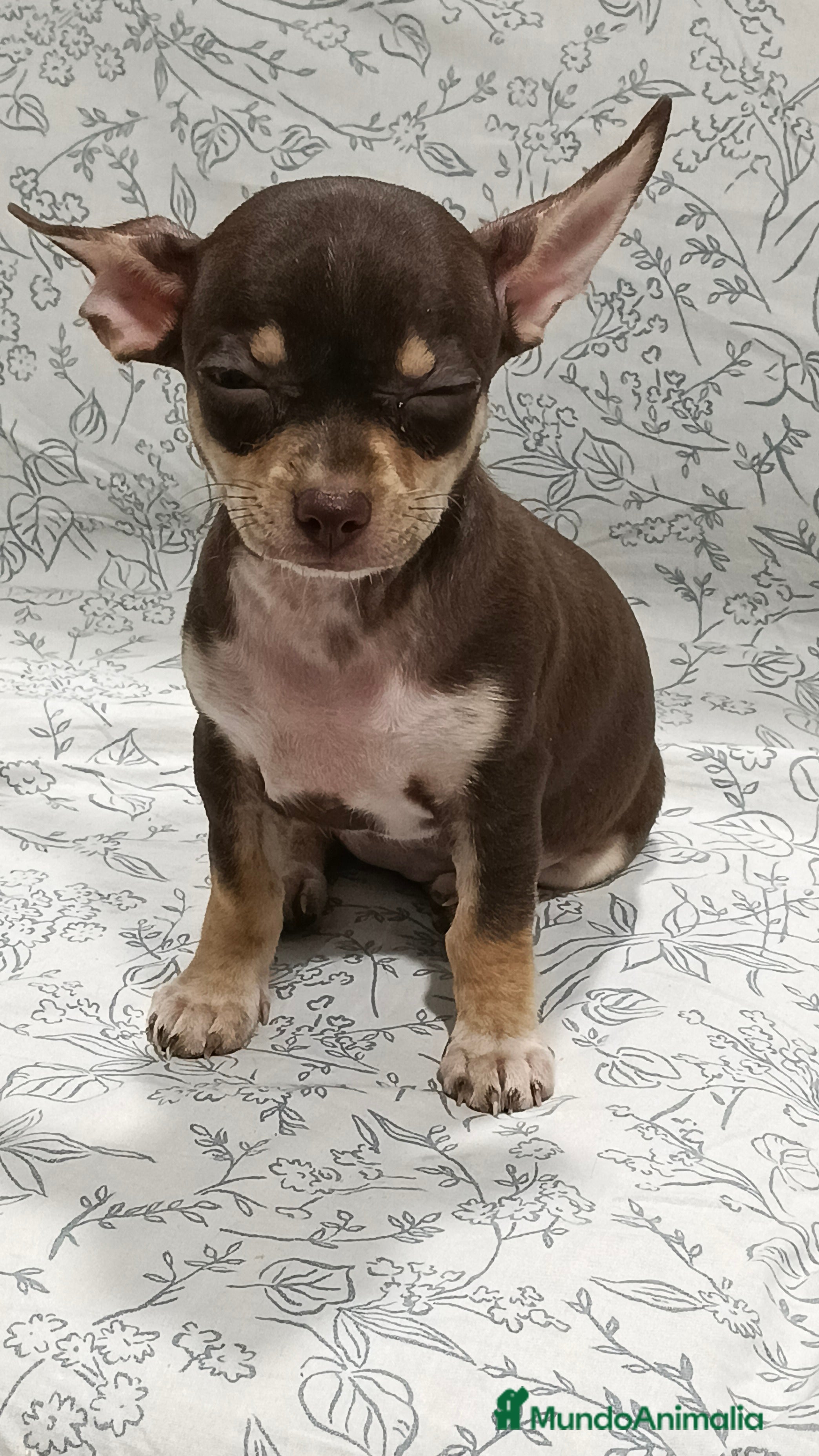 Chihuahua perros Hembra chihuahua chocolate  - Anuncio 10