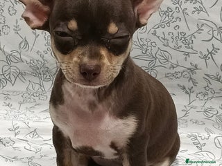 Chihuahua perros - Anuncio 9