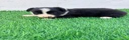 Border Collie perros en venta: Border Collie - Anuncio 2