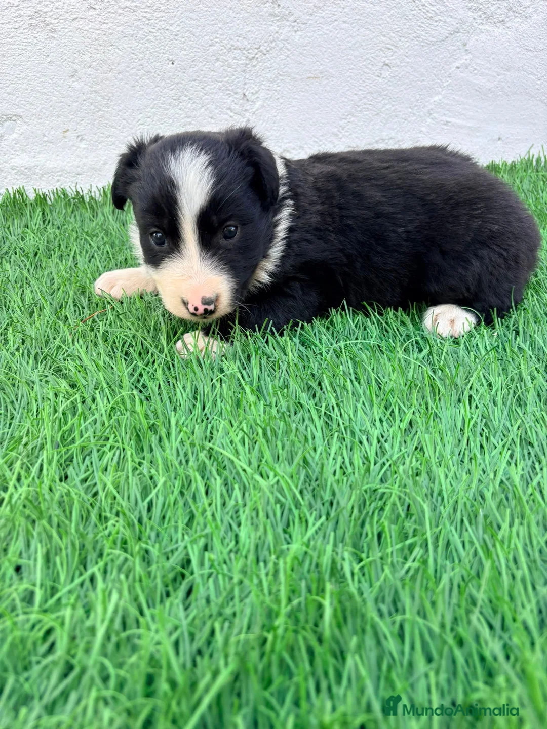 Border Collie perros en venta: Border Collie - Anuncio 2