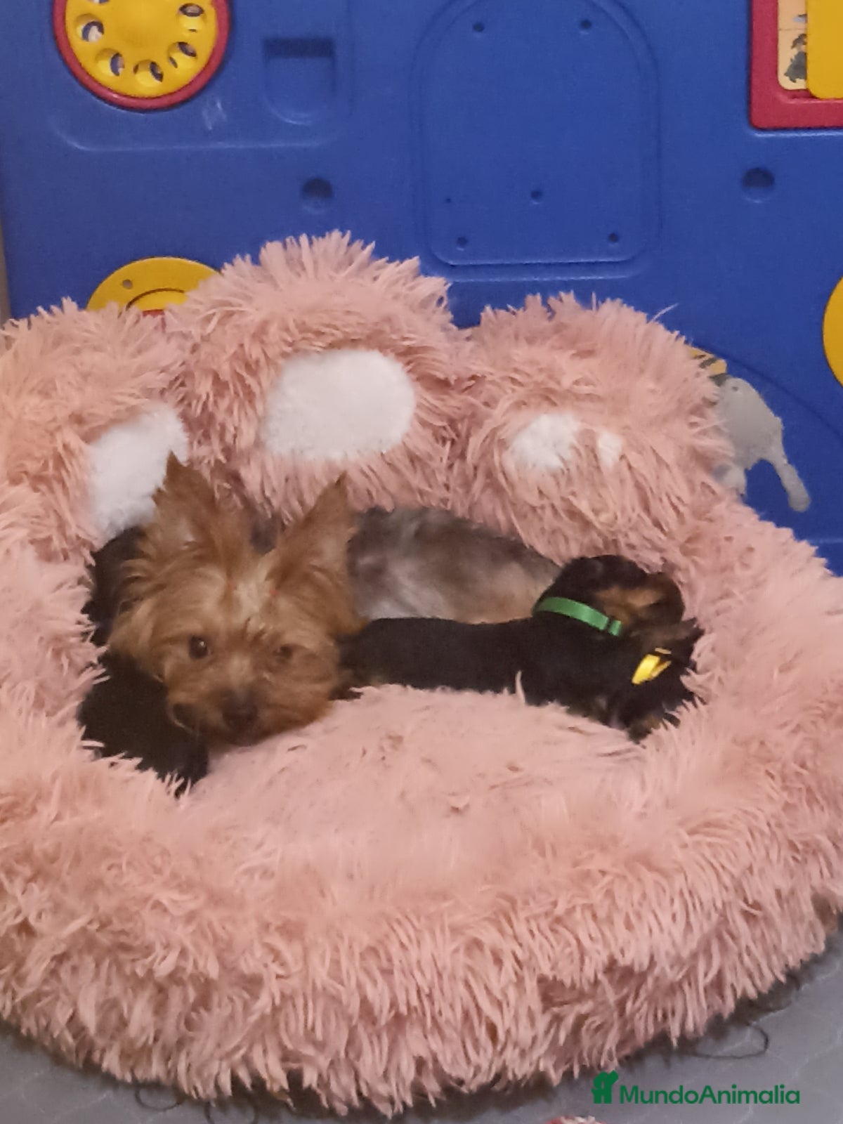 Yorkshire Terrier perros YORKSHIRE HEMBRA DISPONIBLE  - Anuncio 3