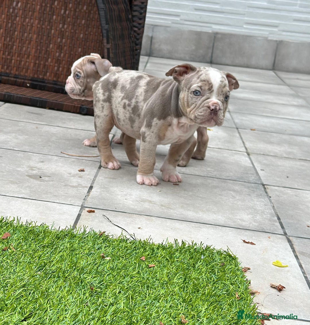 American Bully perros en venta: American bully bebés preciosos - Imagen 20