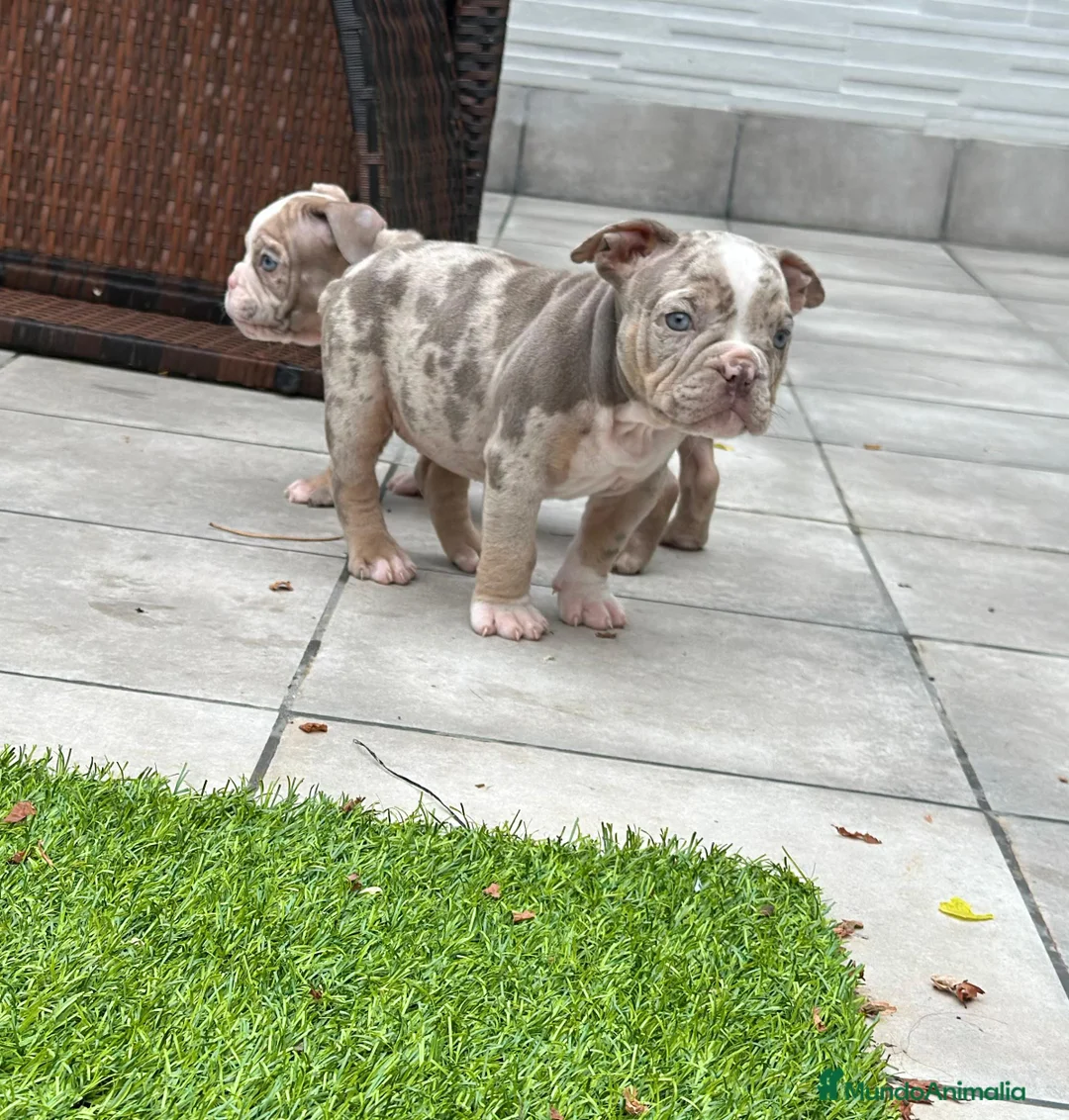 American Bully perros en venta: American bully bebés preciosos - Anuncio 20