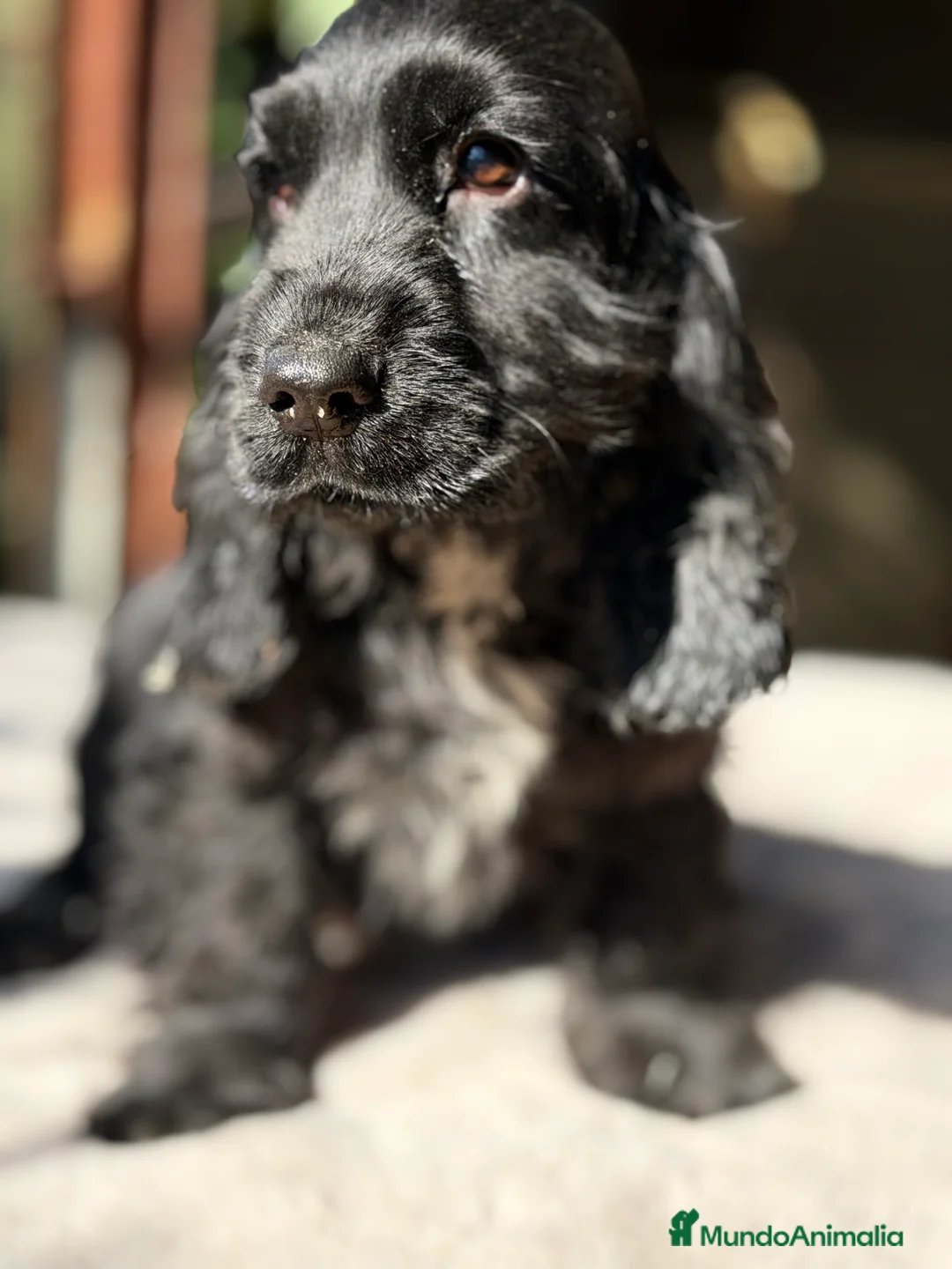 Cocker Spaniel Inglés perros en venta: Cocker negro macho  - Anuncio 4