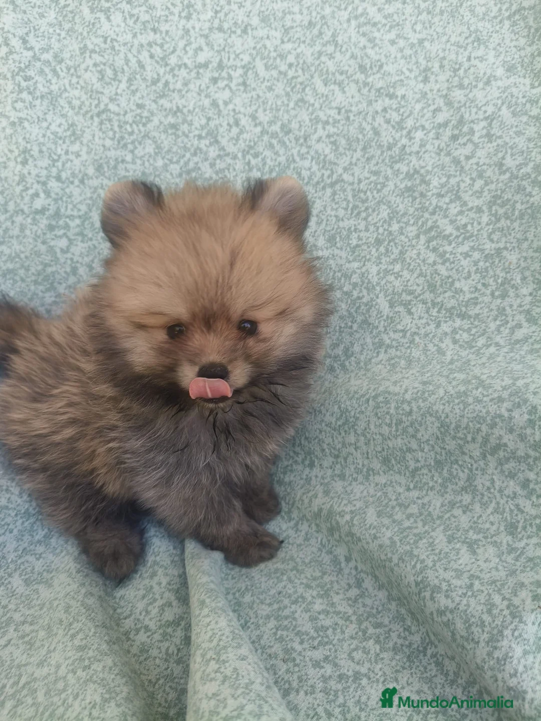 Pomerania perros en venta: Cachorritos Pomerania - Anuncio 2