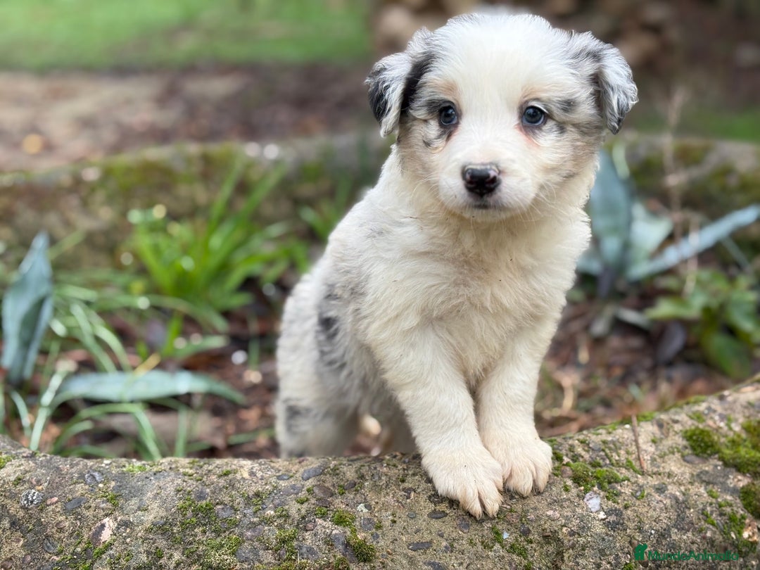 Border Collie perros en venta: 🐾 Border Collie exclusivos 🐾 - Anuncio 8