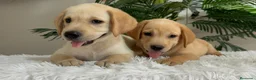 Labrador Retriever perros en venta: LABRADOR RETRIEVER  - Anuncio 3