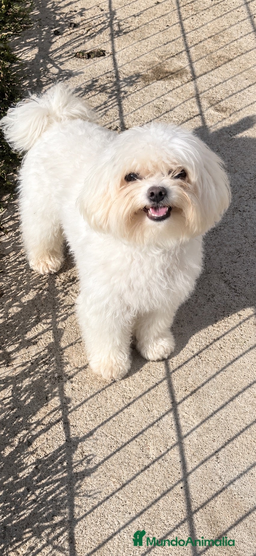 Bichón Maltés perros Bichon maltés americano - Anuncio 1