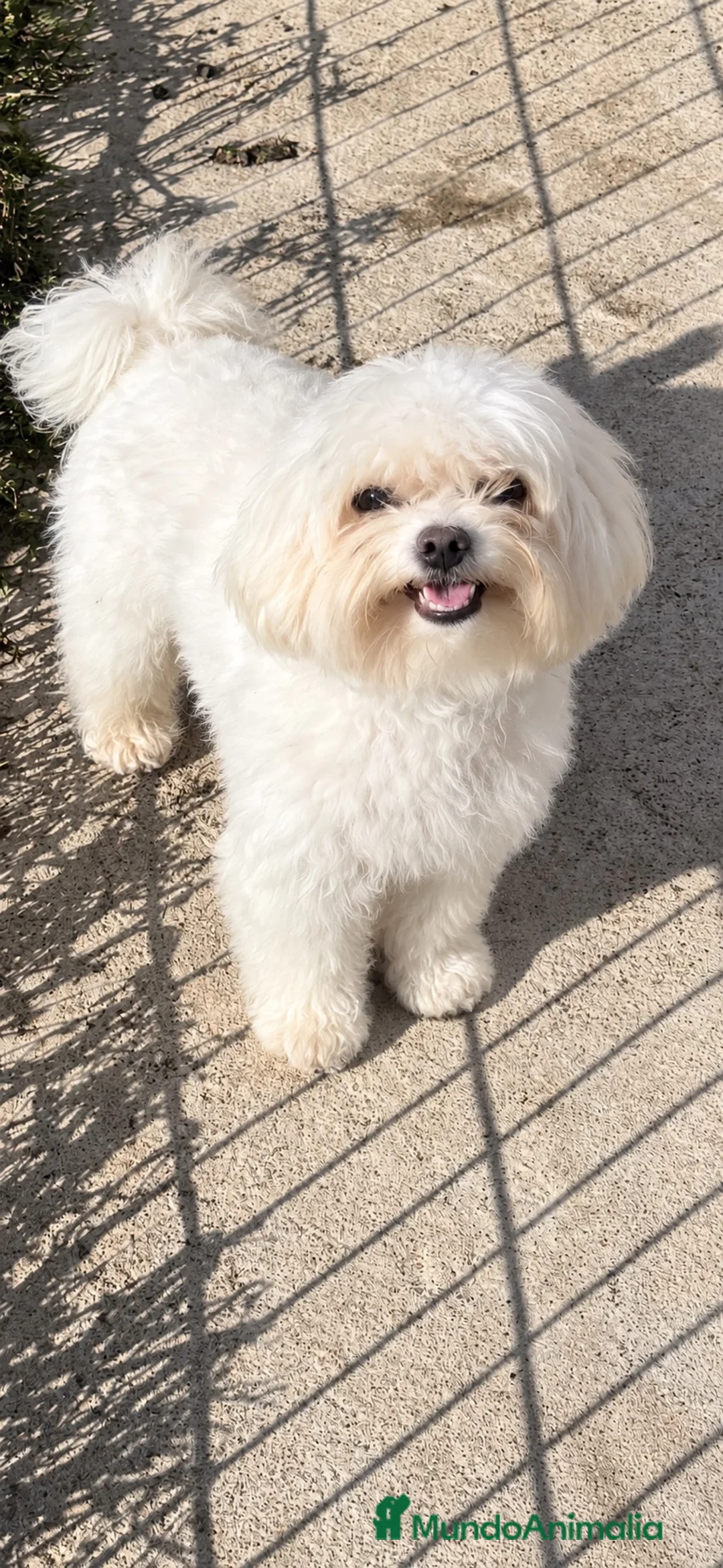 Bichón Maltés perros en venta: Bichon maltés americano - Anuncio 1