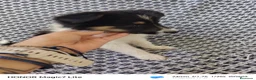 Collie de Pelo Largo perros en venta: Rough collie  - Anuncio 4
