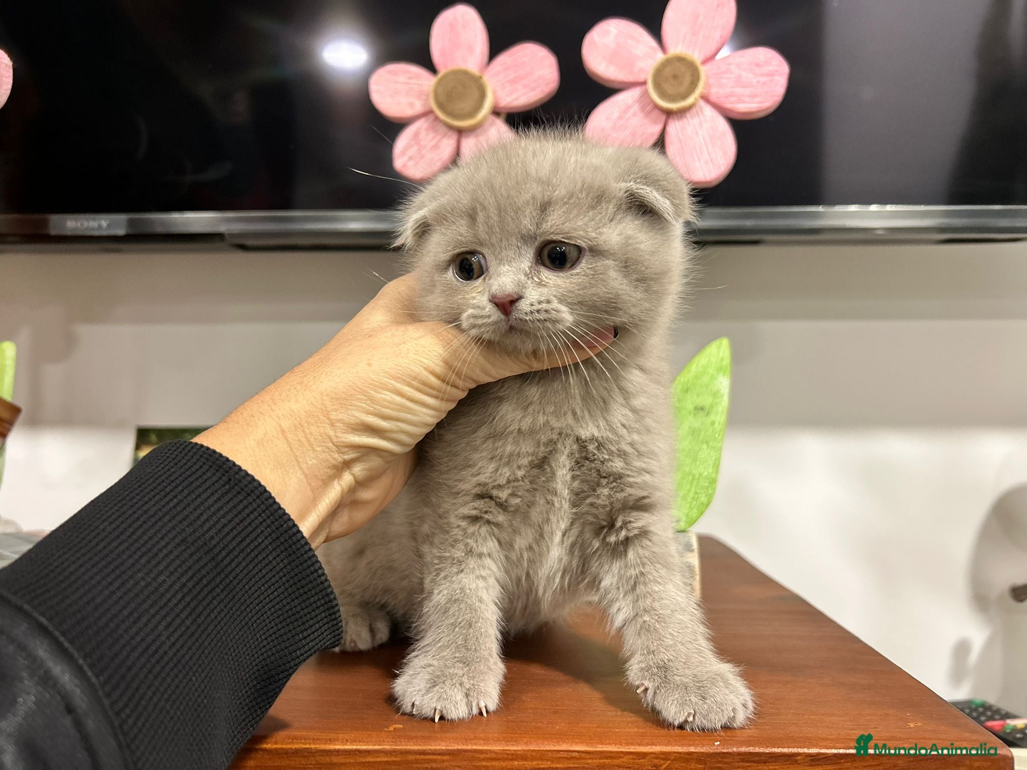 Scottish Fold gatos en venta: Scotish fold  - Anuncio 2
