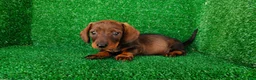 Teckel Miniatura perros en venta: teckel miniatura - Anuncio 5