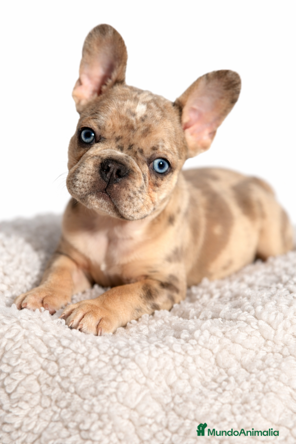 Bulldog Francés perros Bulldog macho Merle Lilac  - Anuncio 3