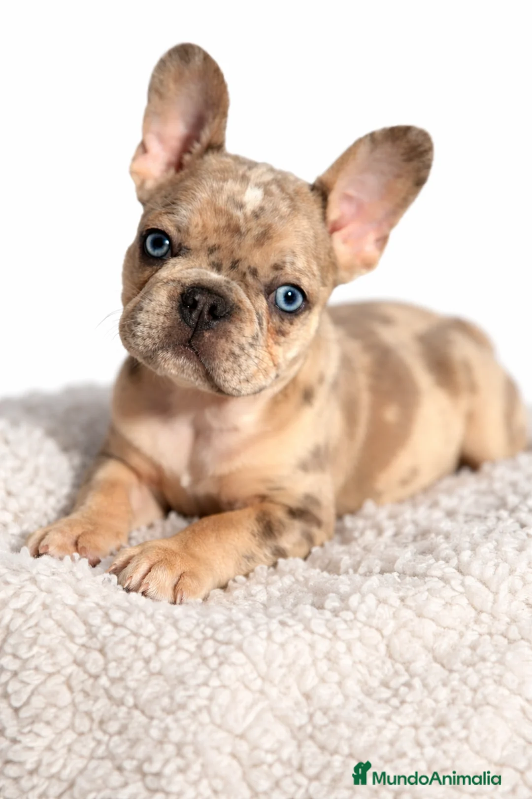 Bulldog Francés perros en venta: Bulldog macho Merle Lilac  - Anuncio 1