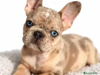 Bulldog Francés perros Bulldog macho Merle Lilac - Anuncio 3