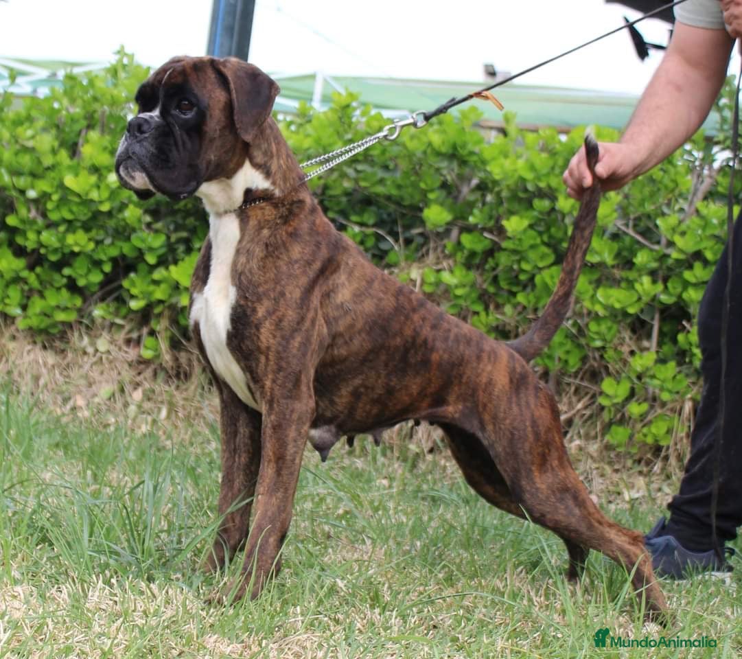Boxer perros Cachorros boxer de alta selección  - Anuncio 2