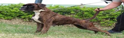 Boxer perros en venta: Cachorros boxer de alta selección  - Anuncio 2