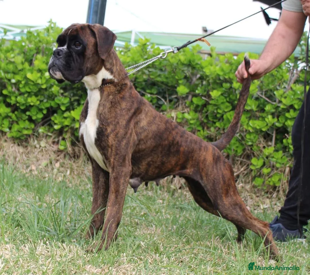 Boxer perros en venta: Cachorros boxer de alta selección  - Anuncio 2