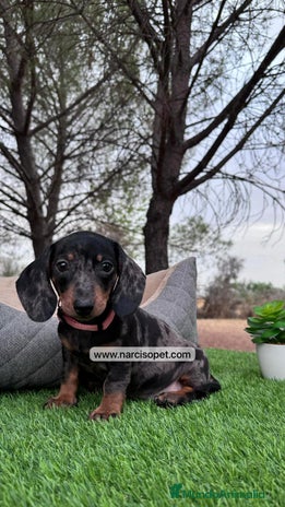 Teckel perros en Asturias - Anuncio 11