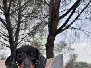 Teckel perros TECKEL MERLE PLATA HEMBRA - Anuncio 5