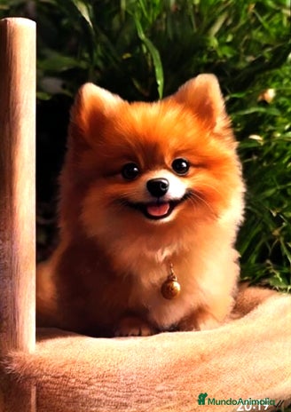 Pomerania perros - Anuncio 1