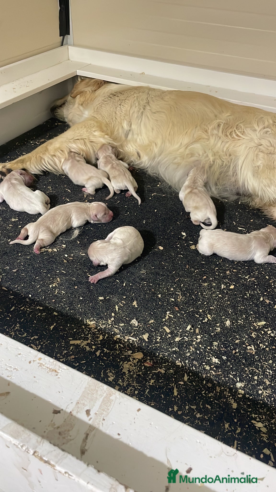 Golden Retriever perros en venta: Cachorros golden con pedigree  - Anuncio 5