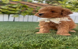 Caniche Toy perros en venta: CANICHE TOY  - Imagen 12