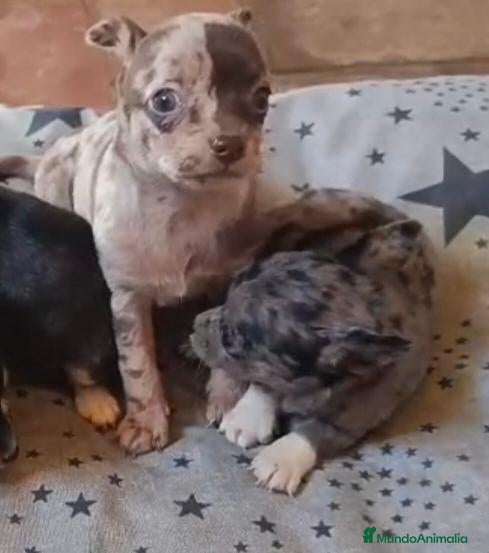 Chihuahua perros Camada de 🌟Chihuahua 🌟 - Anuncio 2