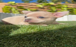 Chihuahua perros en venta: CHIHUAHUA HEMBRA - Imagen 7