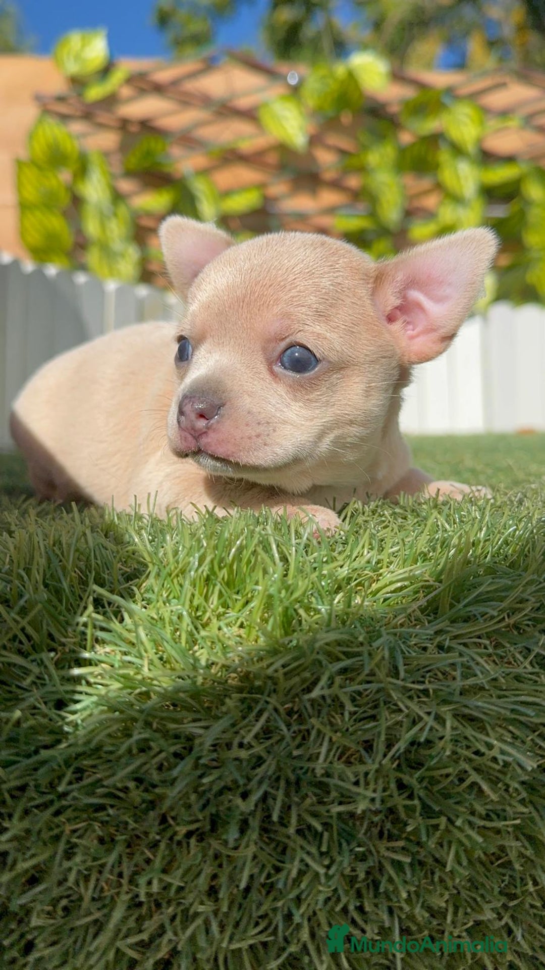 Chihuahua perros en venta: CHIHUAHUA HEMBRA - Imagen 7