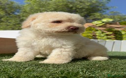 Perro de Agua Español perros en venta: PERRO DE AGUA ESPAÑOL HEMBRA - Imagen 9