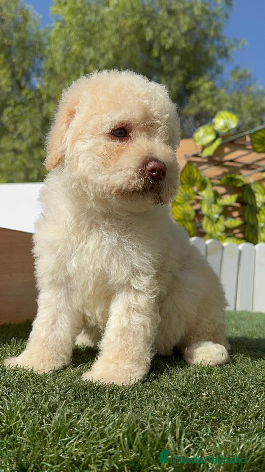 Perro de Agua Español perros en venta: PERRO DE AGUA ESPAÑOL HEMBRA - Imagen 9