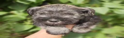 Schnauzer Miniatura perros en venta: Cadells de SCHNAUZER MINI SAL I PEBRE,  - Anuncio 3